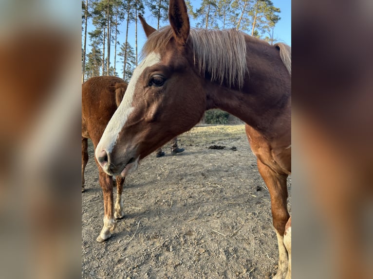 Oldenburger Springpaard Mix Ruin 2 Jaar 164 cm Vos in Drosendorf