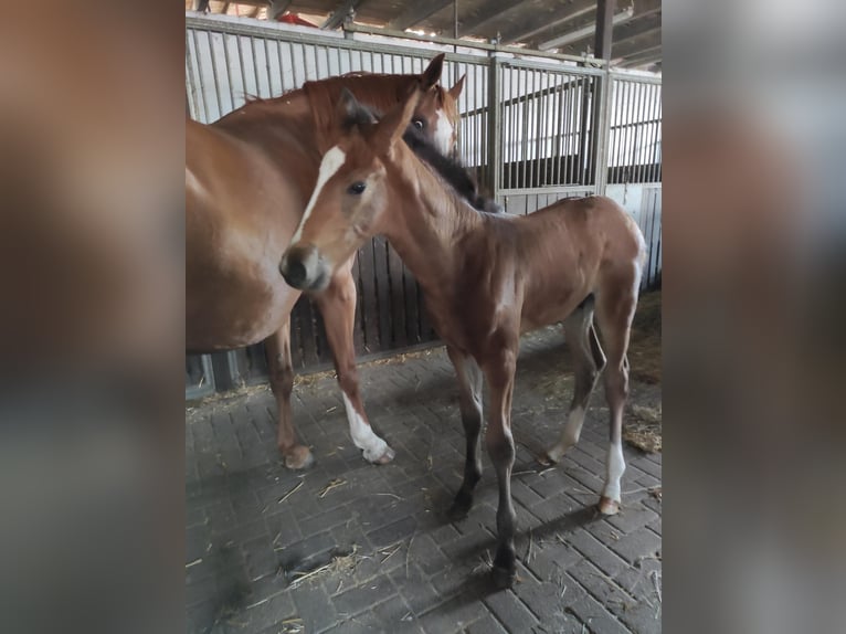 Oldenburger Springpaard Ruin 2 Jaar 168 cm Donkerbruin in Garbsen