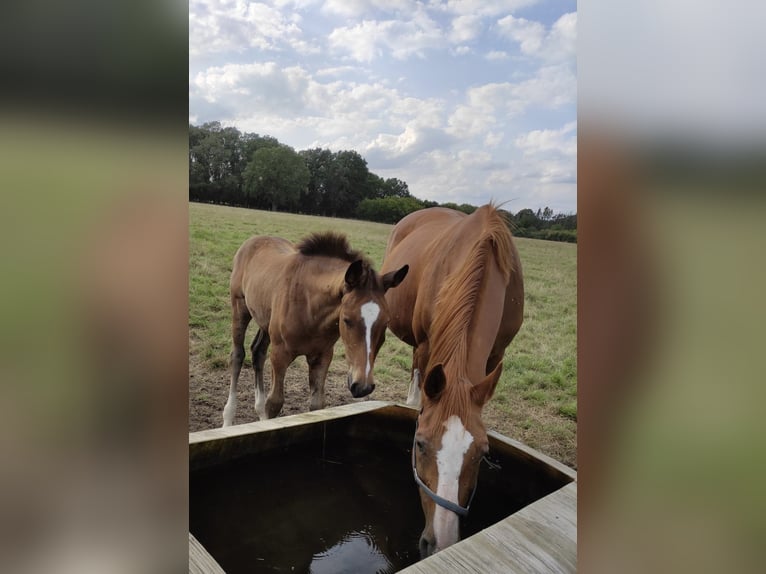 Oldenburger Springpaard Ruin 2 Jaar 168 cm Donkerbruin in Garbsen