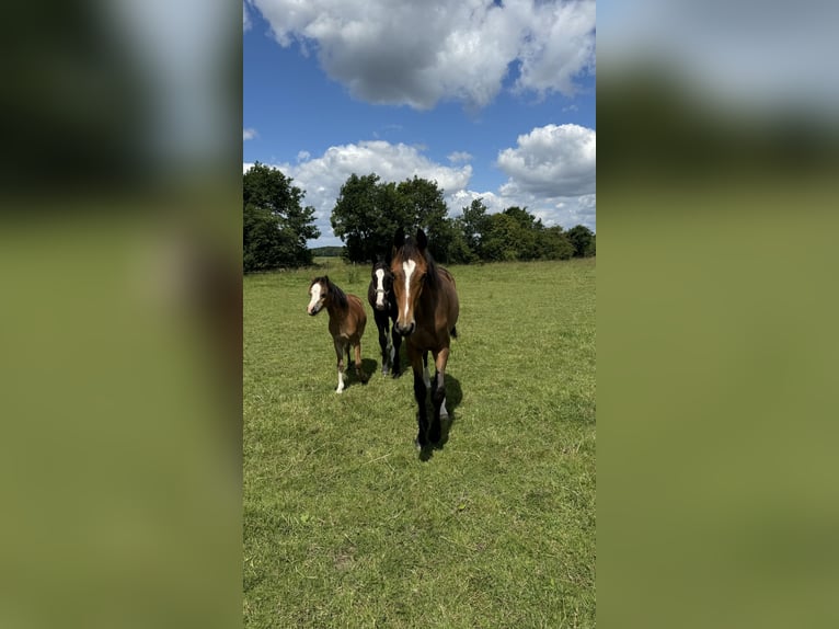 Oldenburger Springpaard Ruin 2 Jaar 168 cm Donkerbruin in Garbsen