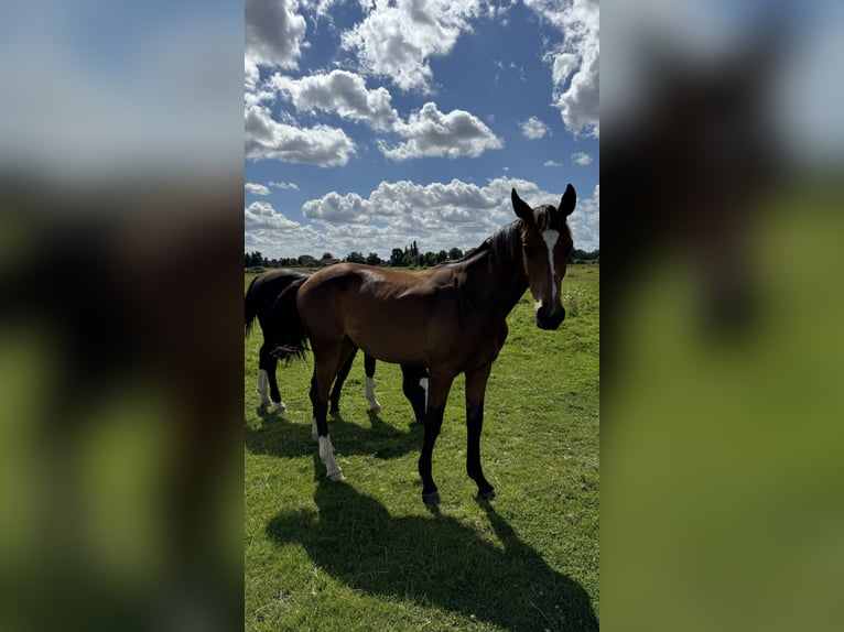 Oldenburger Springpaard Ruin 2 Jaar 168 cm Donkerbruin in Garbsen