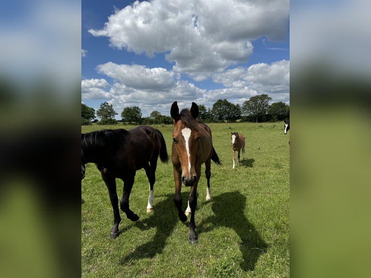 Oldenburger Springpaard Ruin 2 Jaar 168 cm Donkerbruin in Garbsen