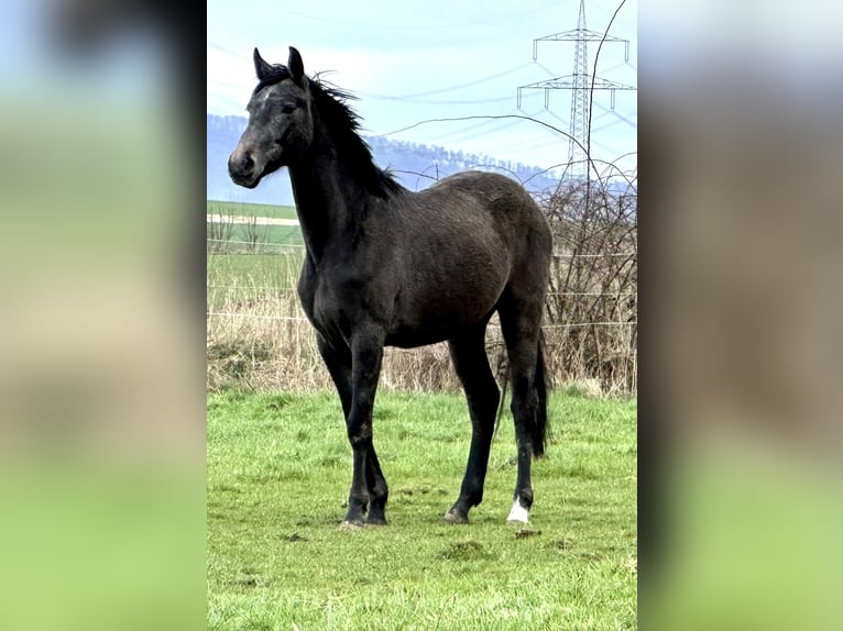 Oldenburger Springpaard Ruin 2 Jaar 168 cm Schimmel in Emmerthal