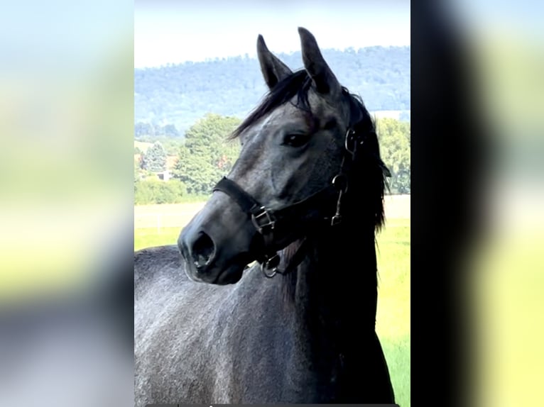 Oldenburger Springpaard Ruin 2 Jaar 168 cm Schimmel in Emmerthal