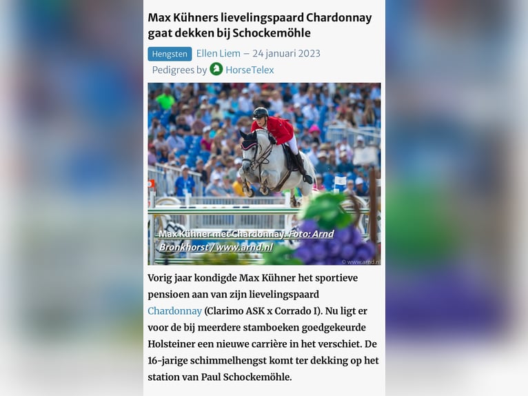 Oldenburger Springpaard Ruin 2 Jaar 170 cm Schimmel in Zieuwent