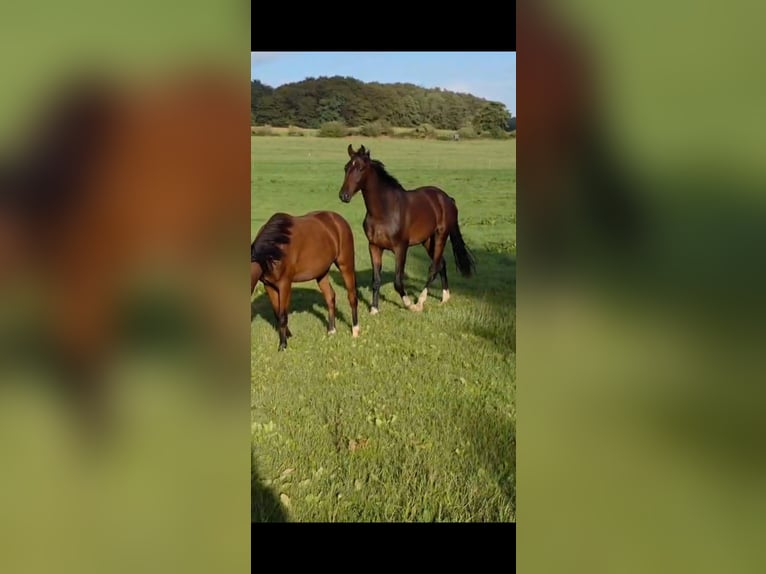 Oldenburger Springpaard Ruin 2 Jaar 172 cm Bruin in Eggebek