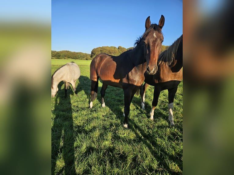 Oldenburger Springpaard Ruin 2 Jaar 172 cm Bruin in Eggebek