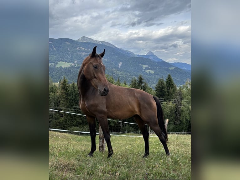 Oldenburger Springpaard Ruin 2 Jaar Bruin in Jenig