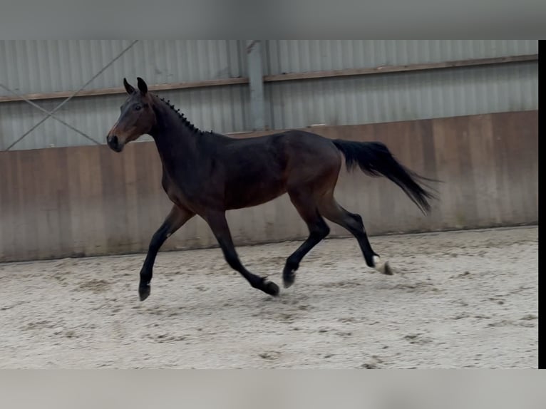 Oldenburger Springpaard Ruin 3 Jaar 160 cm Donkerbruin in Zieuwent