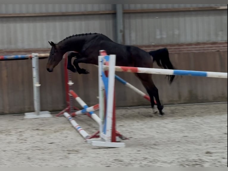 Oldenburger Springpaard Ruin 3 Jaar 160 cm Donkerbruin in Zieuwent