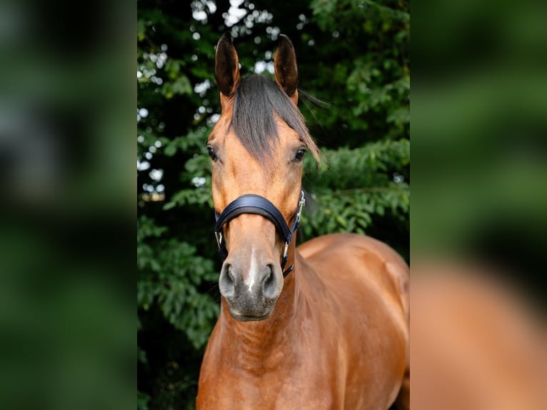 Oldenburger Springpaard Ruin 3 Jaar 165 cm Bruin in Überherrn