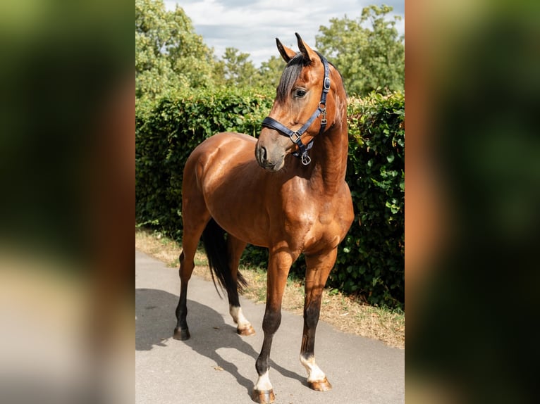 Oldenburger Springpaard Ruin 3 Jaar 165 cm Bruin in Überherrn
