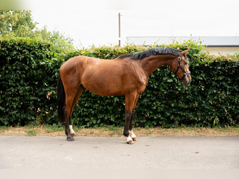 Oldenburger Springpaard Ruin 3 Jaar 165 cm Bruin in Überherrn