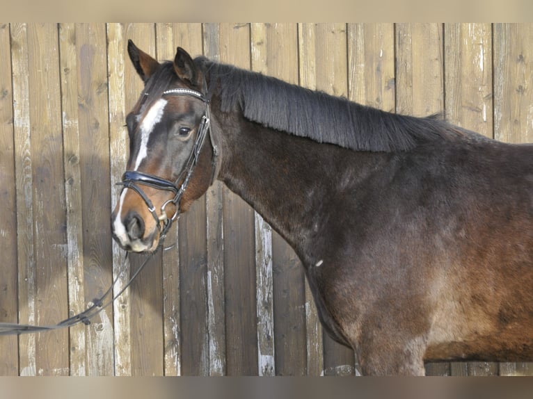Oldenburger Springpaard Ruin 3 Jaar 165 cm Bruin in Gummersbach