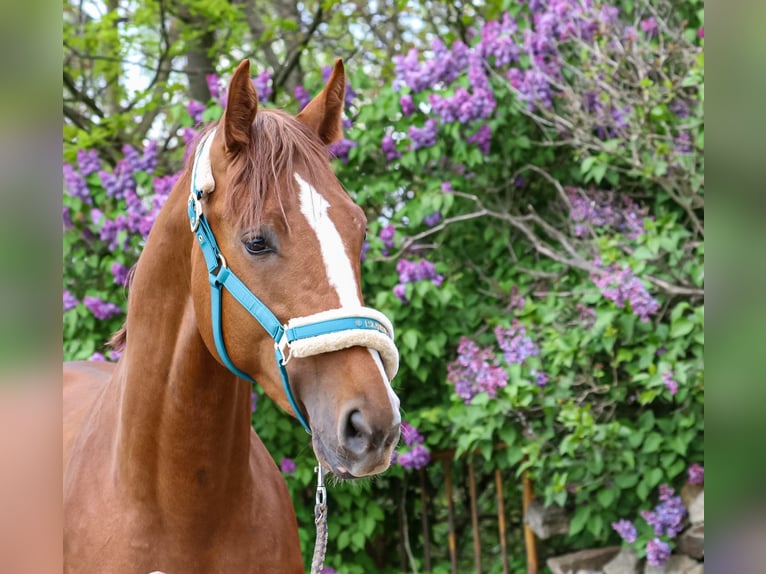 Oldenburger Springpaard Ruin 3 Jaar 165 cm Vos in GlaubitzNünchritz