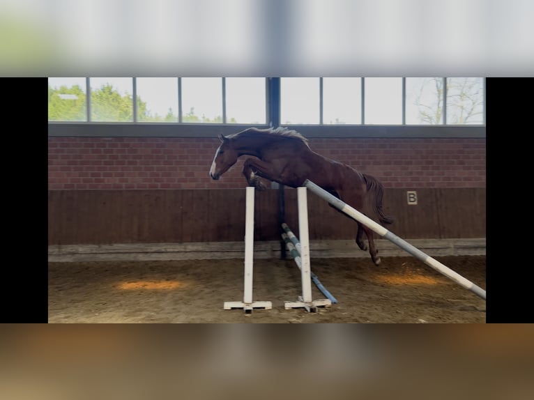 Oldenburger Springpaard Ruin 3 Jaar 166 cm Vos in Osnabrück