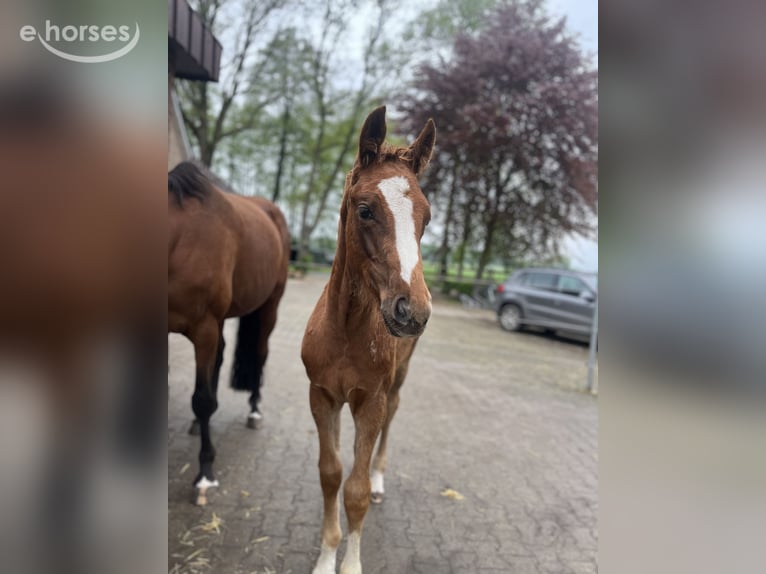 Oldenburger Springpaard Ruin 3 Jaar 166 cm Vos in Gehrde