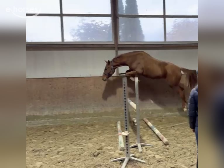 Oldenburger Springpaard Ruin 3 Jaar 166 cm Vos in Gehrde