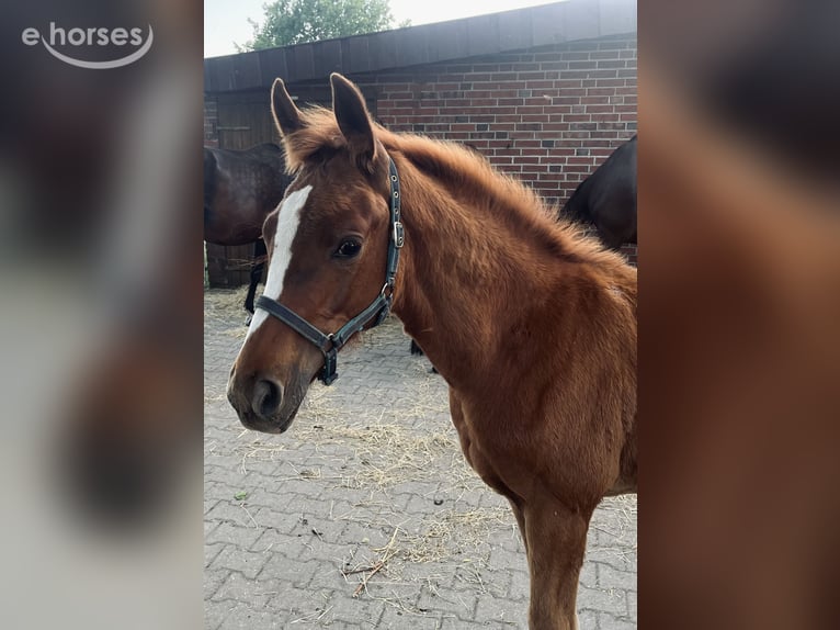 Oldenburger Springpaard Ruin 3 Jaar 166 cm Vos in Gehrde