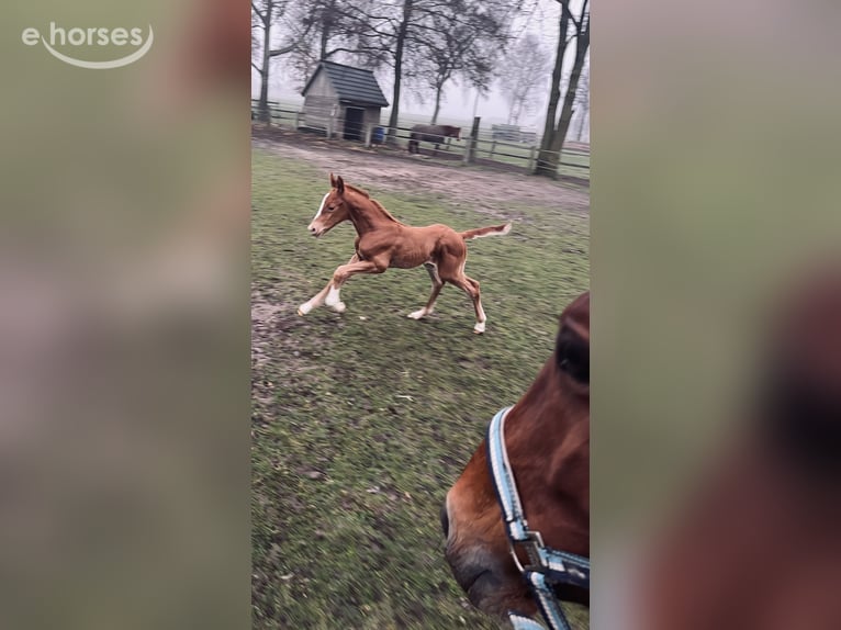 Oldenburger Springpaard Ruin 3 Jaar 166 cm Vos in Gehrde