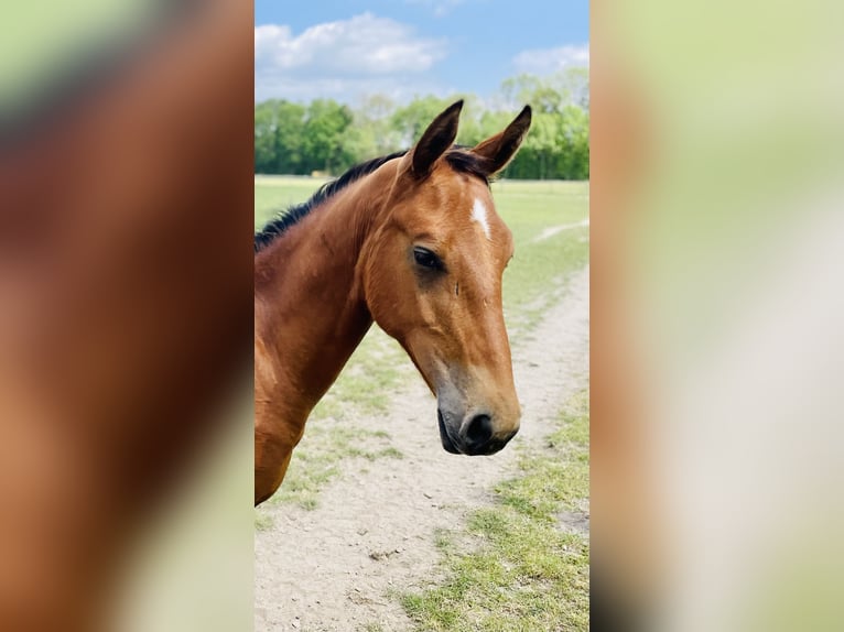 Oldenburger Springpaard Ruin 3 Jaar 167 cm Lichtbruin in Münster