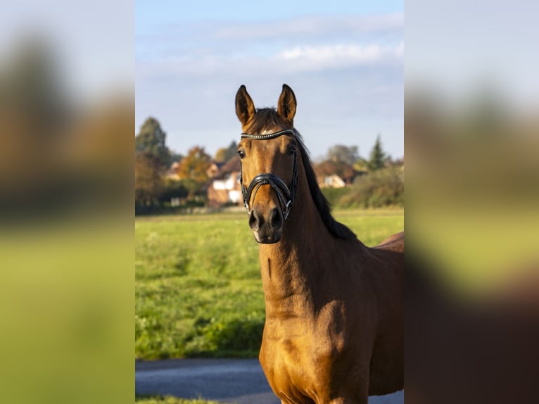 Oldenburger Springpaard Ruin 3 Jaar 168 cm Bruin in Bad Bentheim