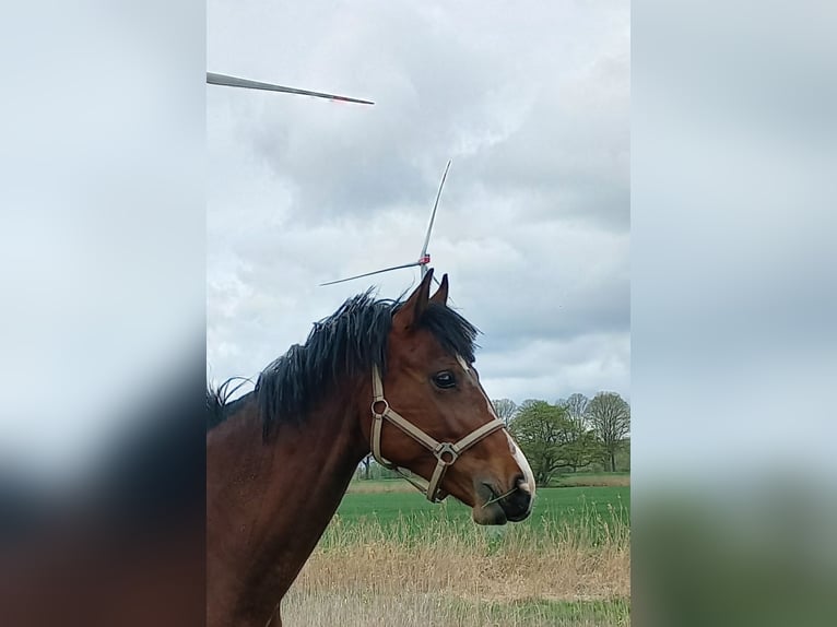 Oldenburger Springpaard Ruin 3 Jaar 169 cm Bruin in Parchim