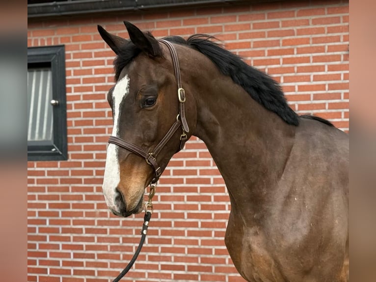 Oldenburger Springpaard Ruin 3 Jaar 170 cm  in GROTE-BROGEL