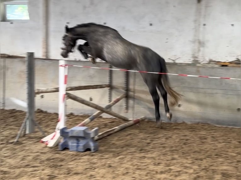 Oldenburger Springpaard Ruin 3 Jaar 172 cm Schimmel in Bad Kreuznach