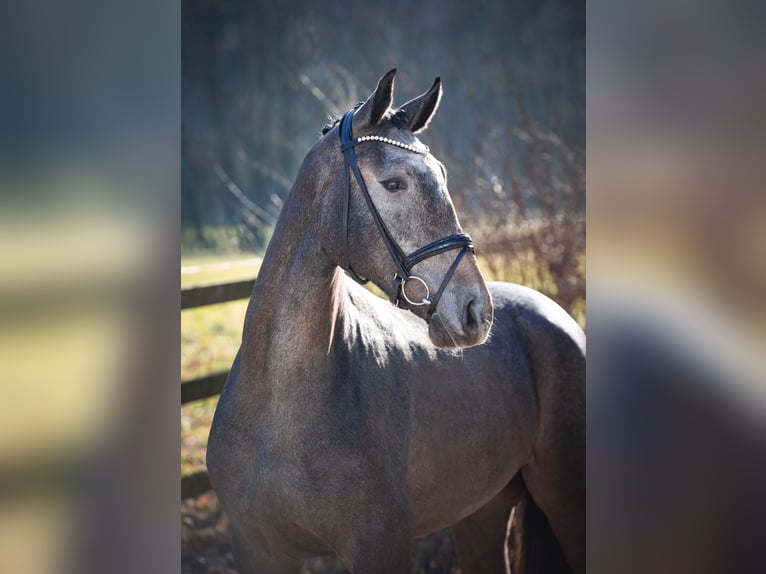 Oldenburger Springpaard Ruin 3 Jaar 172 cm Schimmel in Ankum