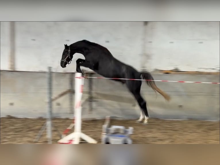 Oldenburger Springpaard Ruin 3 Jaar 172 cm Zwartschimmel in Bad Kreuznach