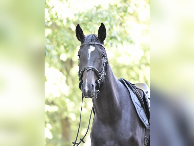 Oldenburger Springpaard Ruin 3 Jaar 174 cm Zwartbruin in Pulheim