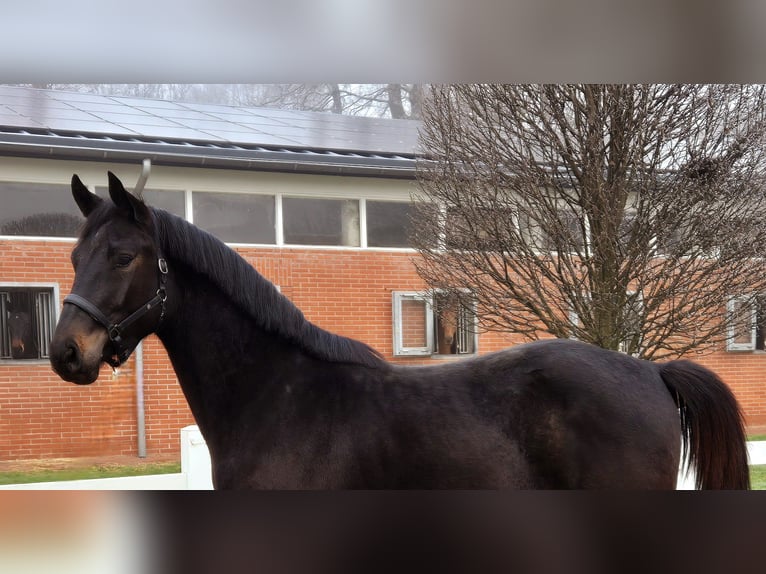 Oldenburger Springpaard Ruin 3 Jaar Zwartbruin in Vechta