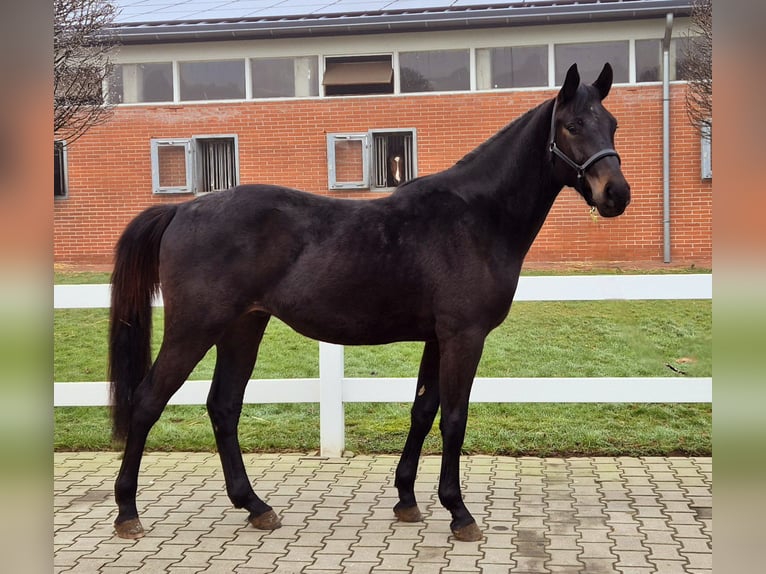 Oldenburger Springpaard Ruin 3 Jaar Zwartbruin in Vechta