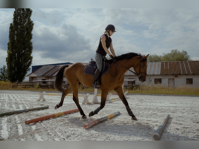 Oldenburger Springpaard Ruin 4 Jaar 162 cm Roodbruin in Buzica