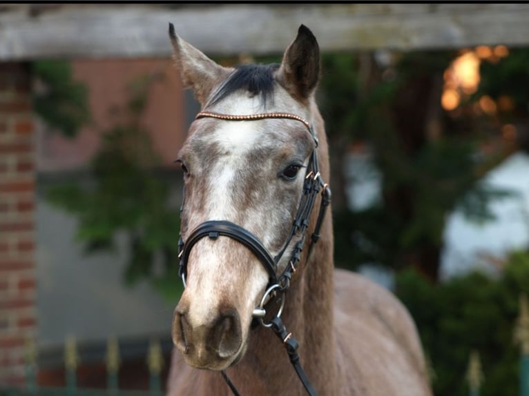 Oldenburger Springpaard Ruin 4 Jaar 162 cm Schimmel in Buxtehude