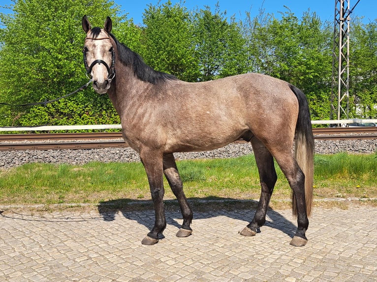 Oldenburger Springpaard Ruin 4 Jaar 162 cm Schimmel in Buxtehude