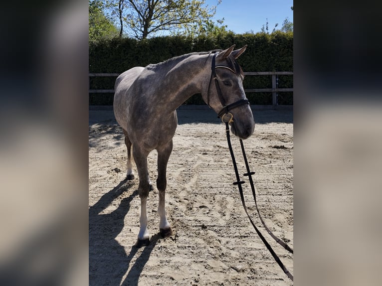 Oldenburger Springpaard Ruin 4 Jaar 162 cm Schimmel in Lohne (Oldenburg)