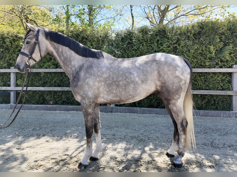 Oldenburger Springpaard Ruin 4 Jaar 162 cm Schimmel in Lohne (Oldenburg)