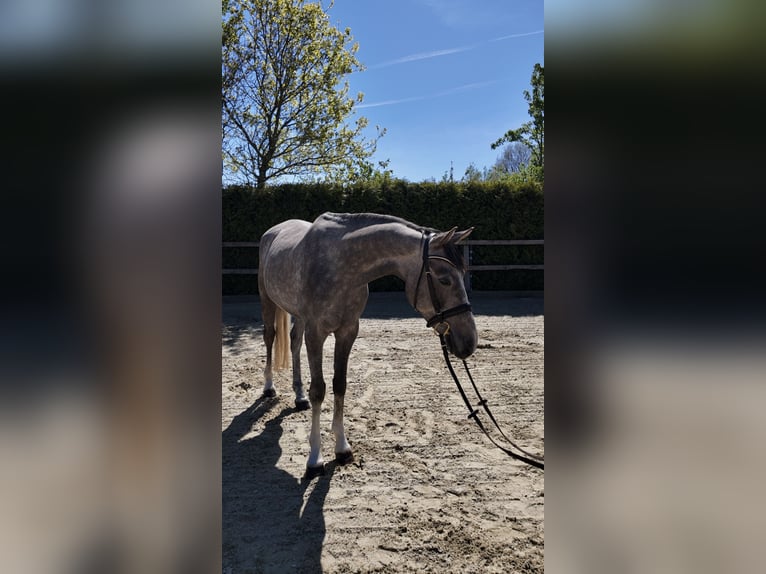 Oldenburger Springpaard Ruin 4 Jaar 162 cm Schimmel in Lohne (Oldenburg)