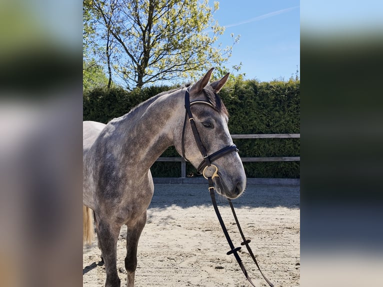 Oldenburger Springpaard Ruin 4 Jaar 162 cm Schimmel in Lohne (Oldenburg)