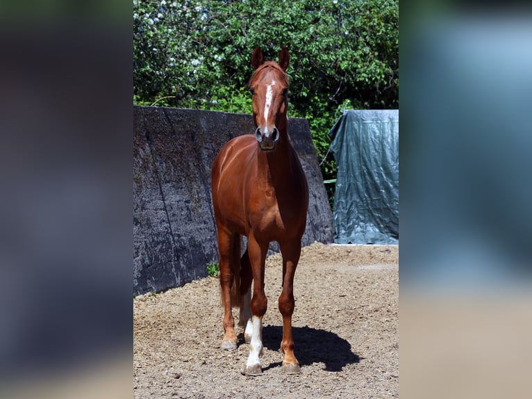 Oldenburger Springpaard Ruin 4 Jaar 162 cm Vos in Hatten