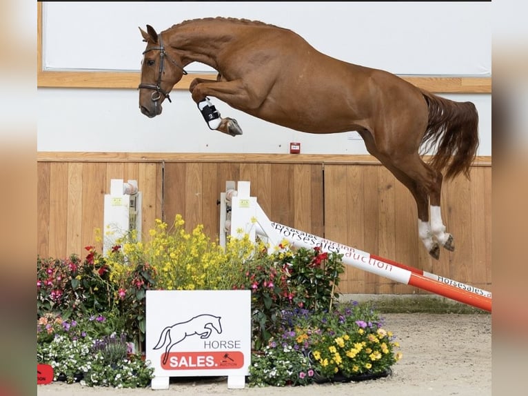 Oldenburger Springpaard Ruin 4 Jaar 162 cm Vos in Oberwaltersdorf