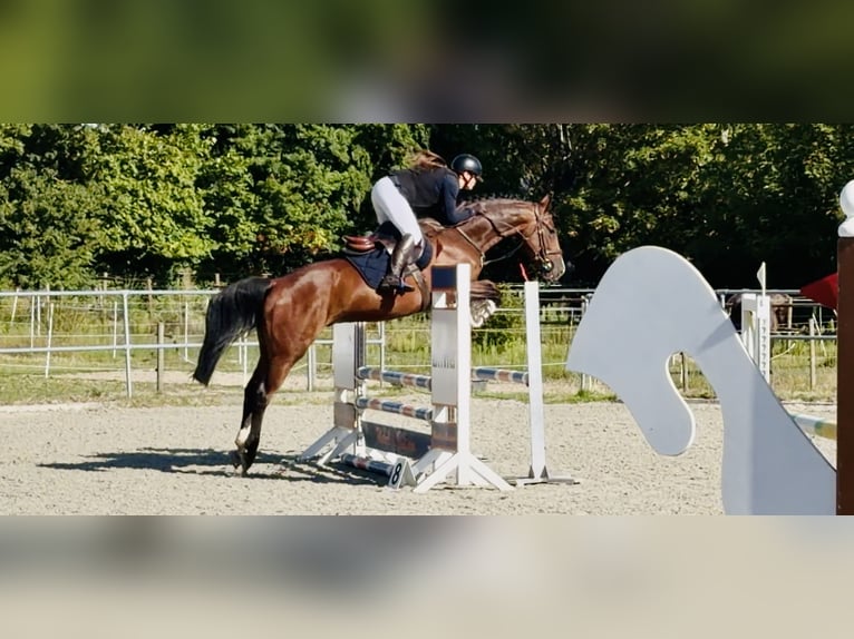 Oldenburger Springpaard Ruin 4 Jaar 163 cm Bruin in Celle
