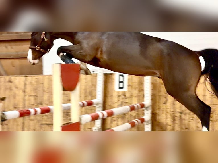 Oldenburger Springpaard Ruin 4 Jaar 163 cm Bruin in Celle