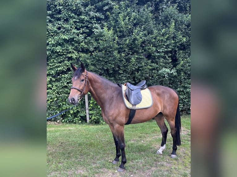Oldenburger Springpaard Ruin 4 Jaar 164 cm Donkerbruin in Warendorf