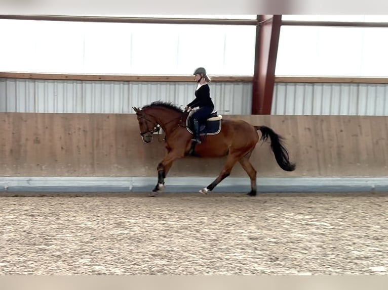 Oldenburger Springpaard Ruin 4 Jaar 165 cm Bruin in Berg