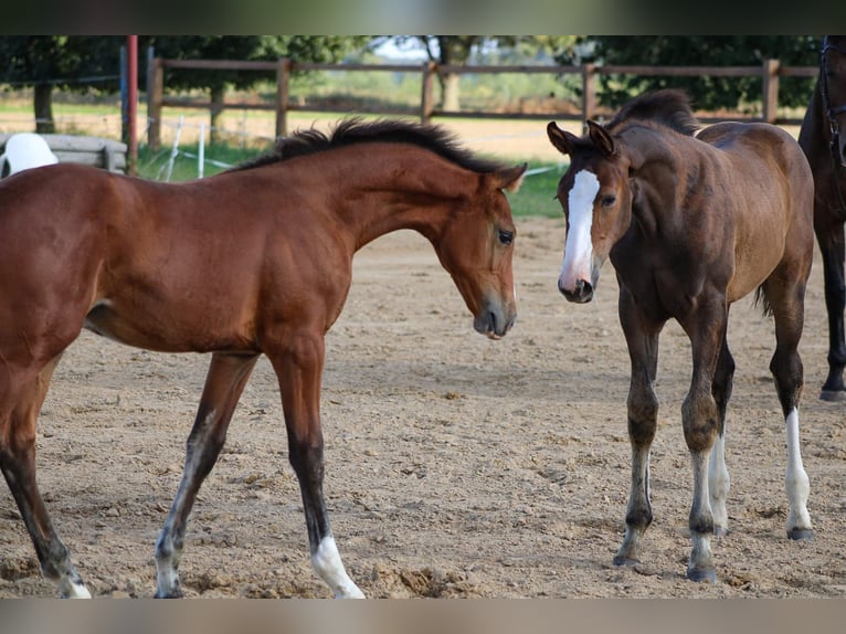 Oldenburger Springpaard Ruin 4 Jaar 165 cm Bruin in Ueckermünde