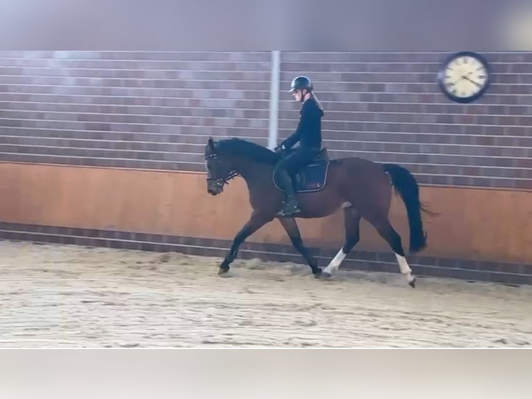 Oldenburger Springpaard Ruin 4 Jaar 166 cm Bruin in Bad Kreuznach