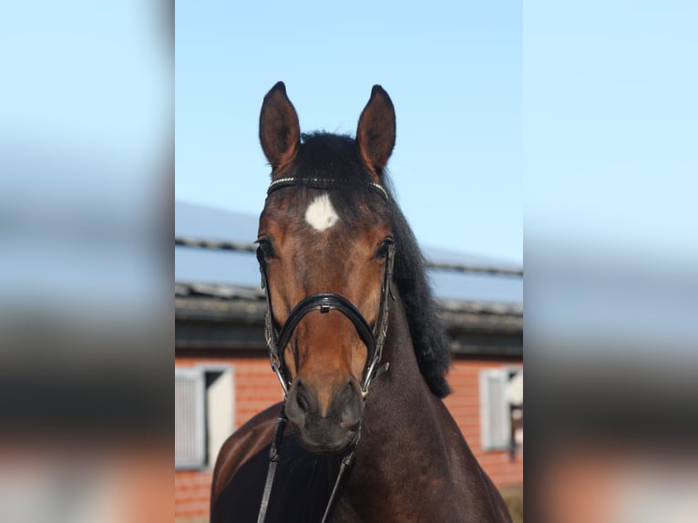 Oldenburger Springpaard Ruin 4 Jaar 166 cm Bruin in Lindewitt